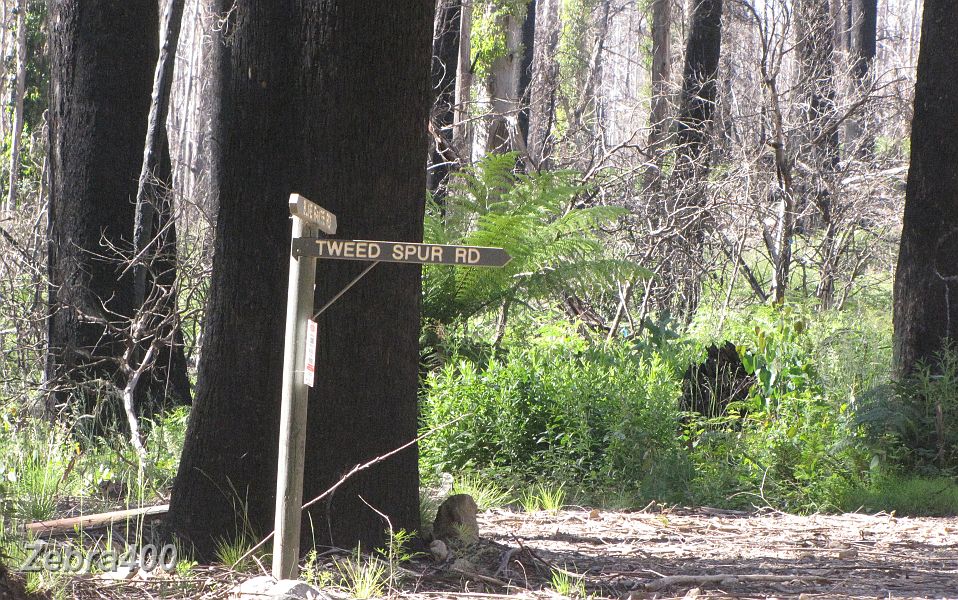 08-New signs have been erected, but the blackened trees remain.JPG